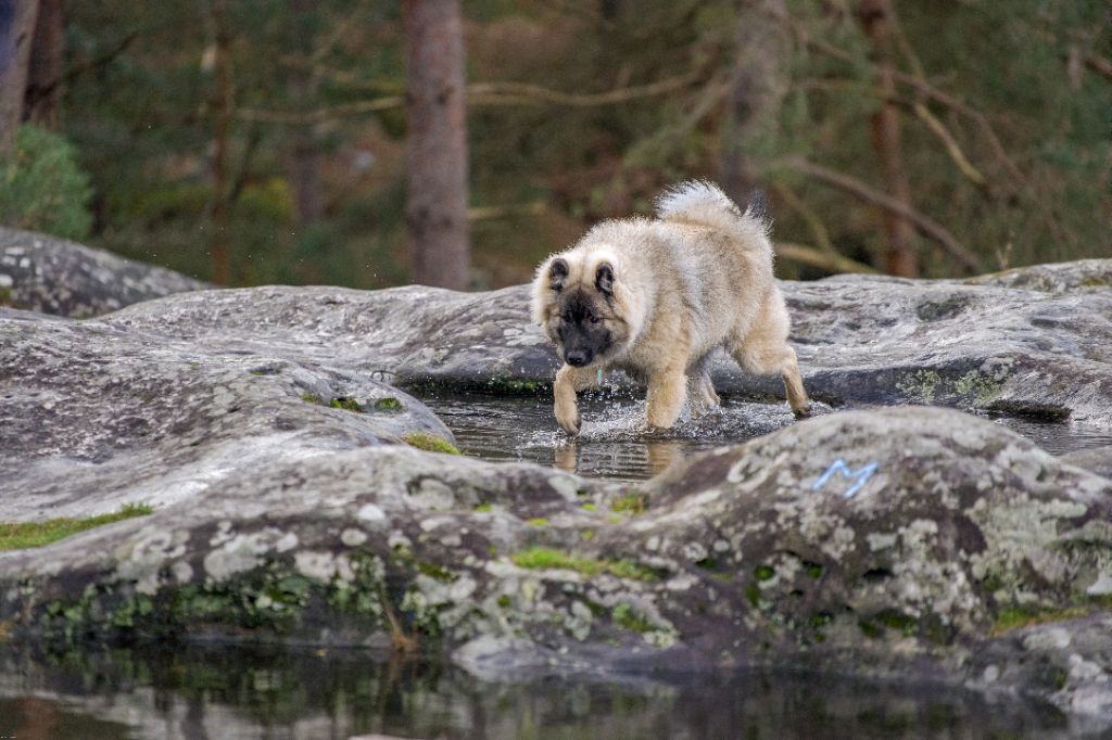 Huginn av nixenspitze