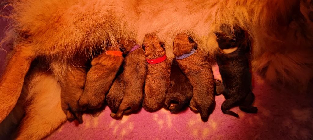 chiot Eurasier Des Délices De Beltaine