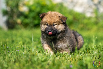 Des Délices De Beltaine - Eurasier - Portée née le 12/03/2023