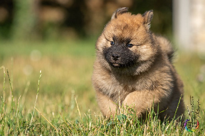 Des Délices De Beltaine - Eurasier - Portée née le 05/06/2022