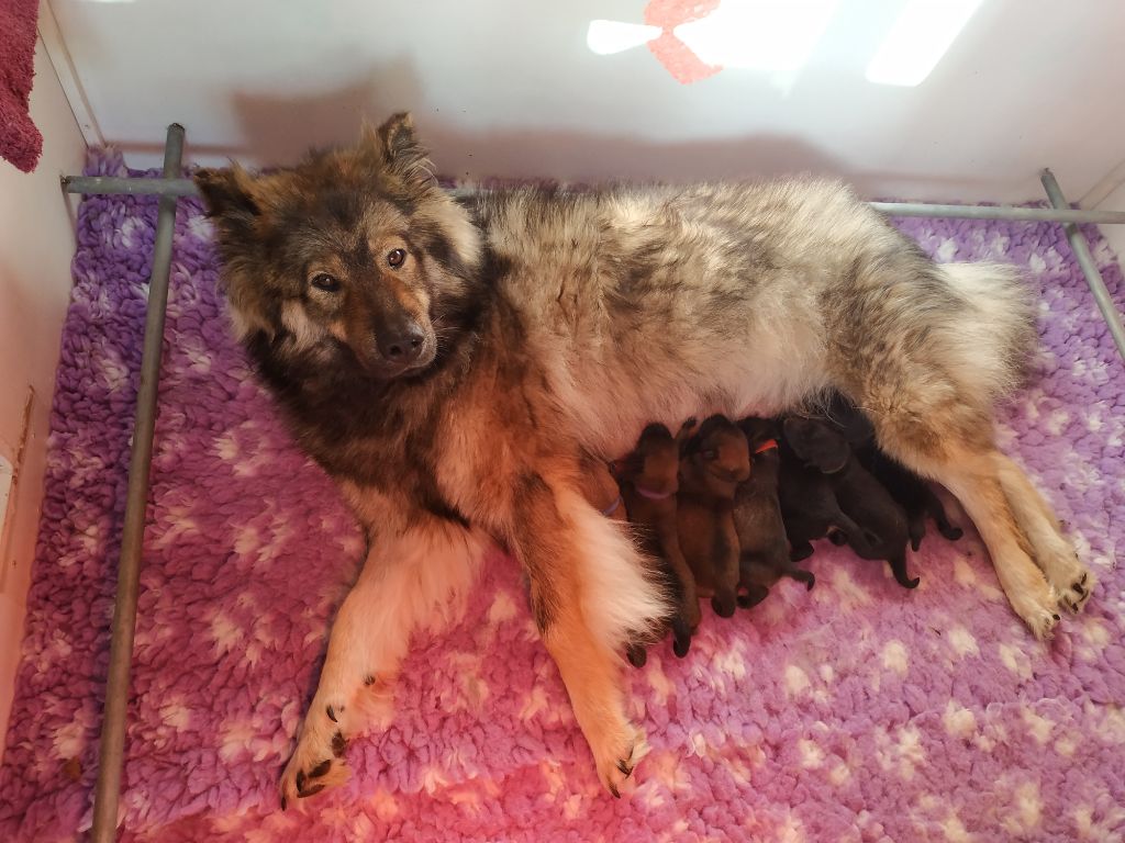 Des Délices De Beltaine - Eurasier - Portée née le 05/07/2020