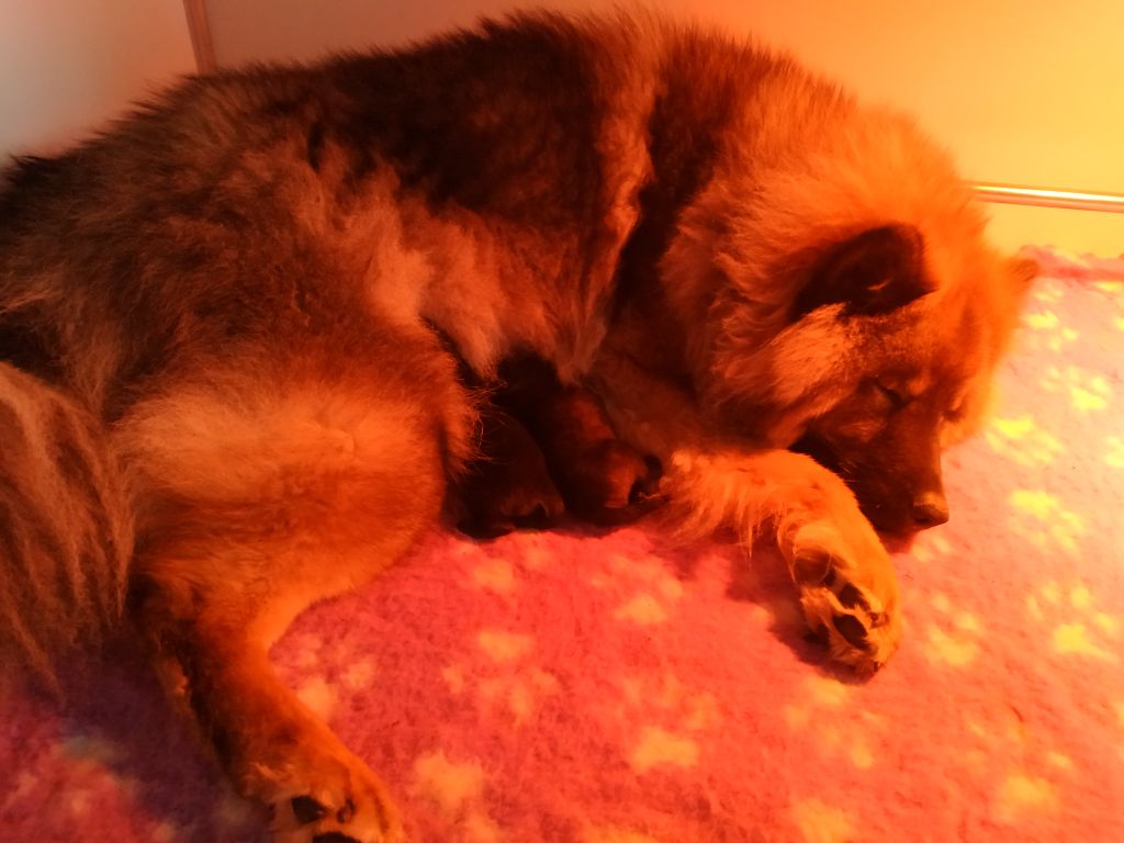 chiot Eurasier Des Délices De Beltaine