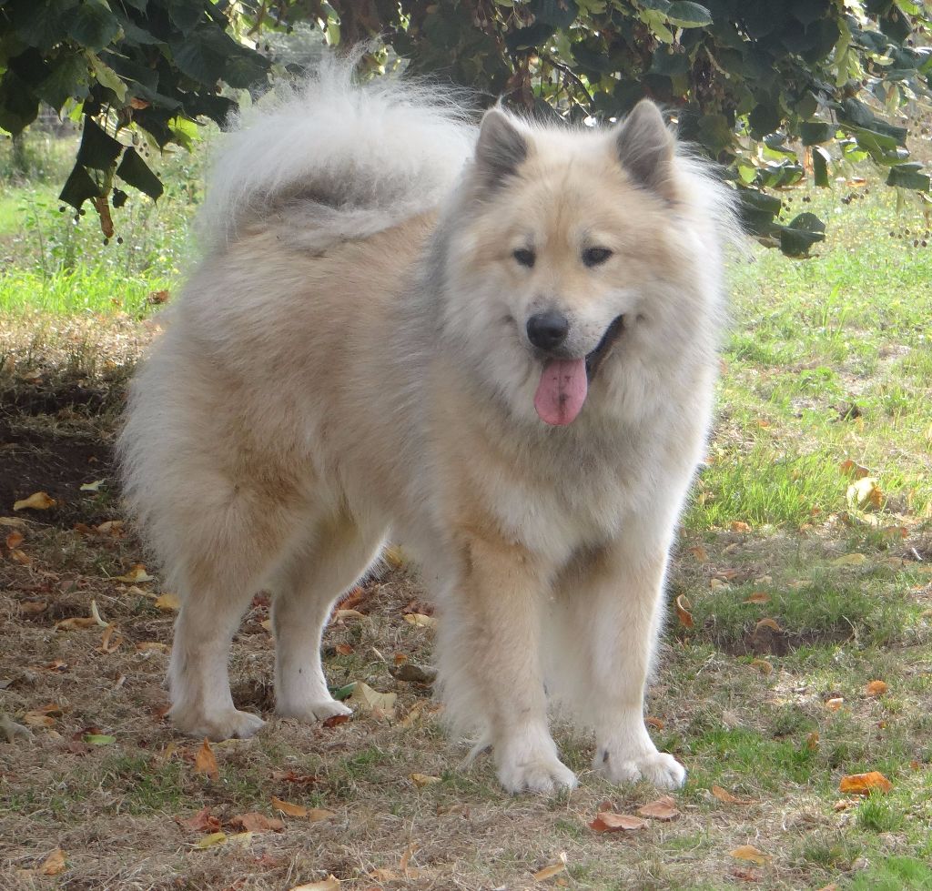 CH. Laïloken De La Forêt Des Murmures