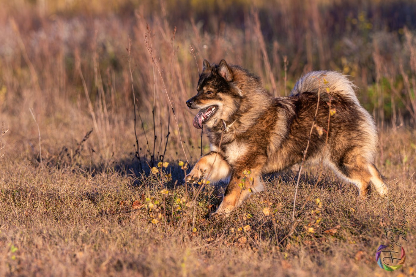 Valknut De Prana Des Loups