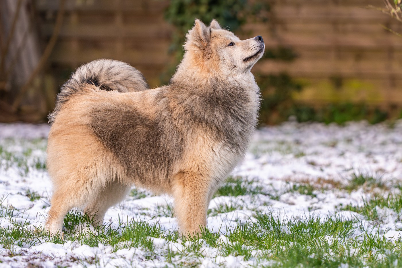 chevillan Amazing azrael