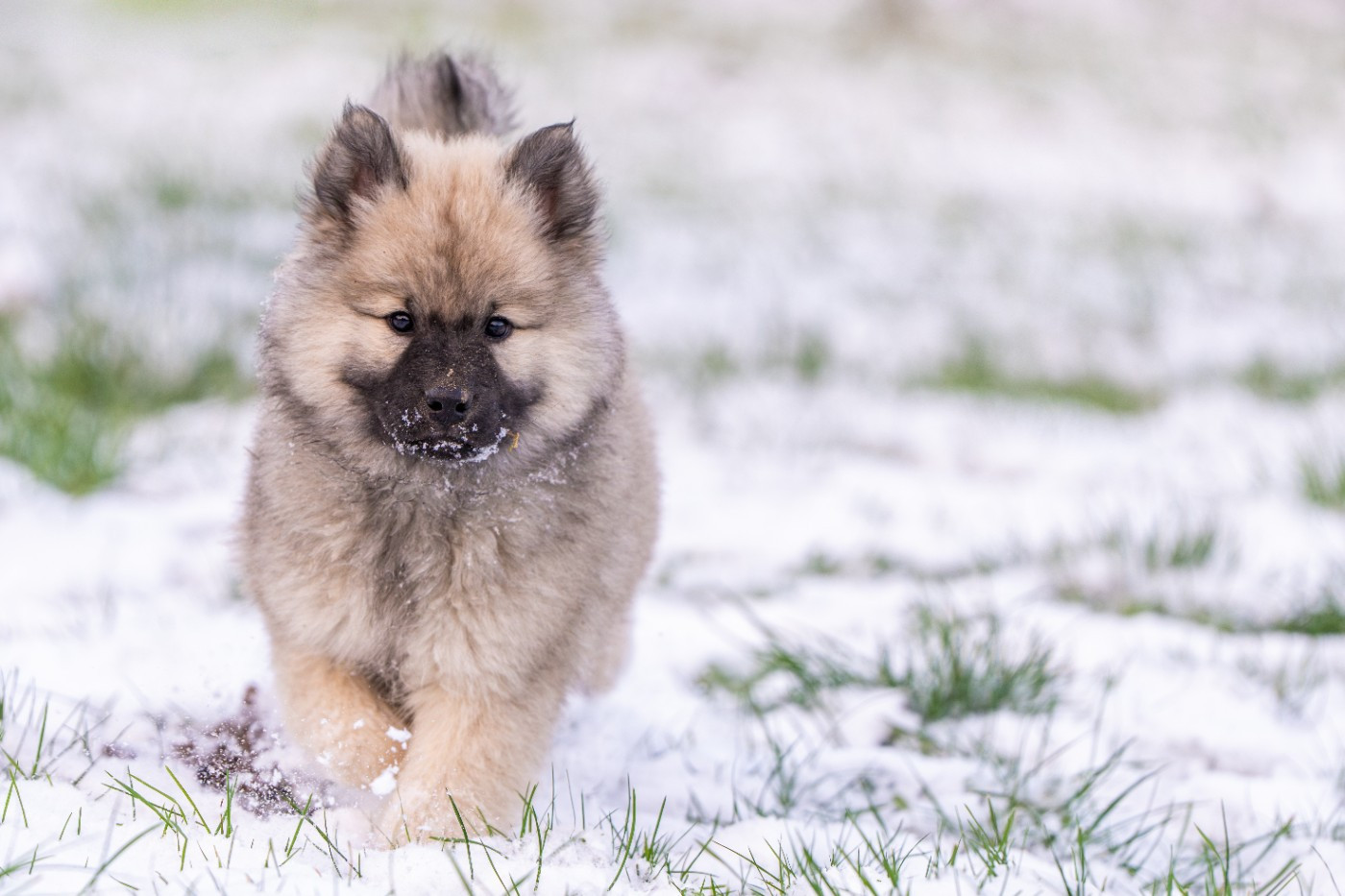 Ashtaroth Des Délices De Beltaine