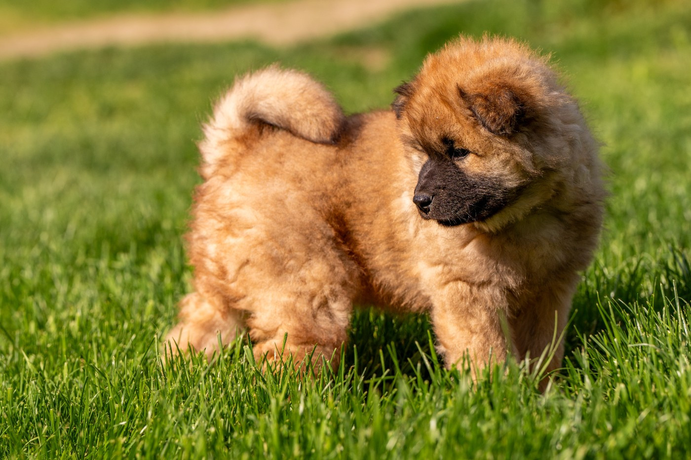 Athos Des Délices De Beltaine