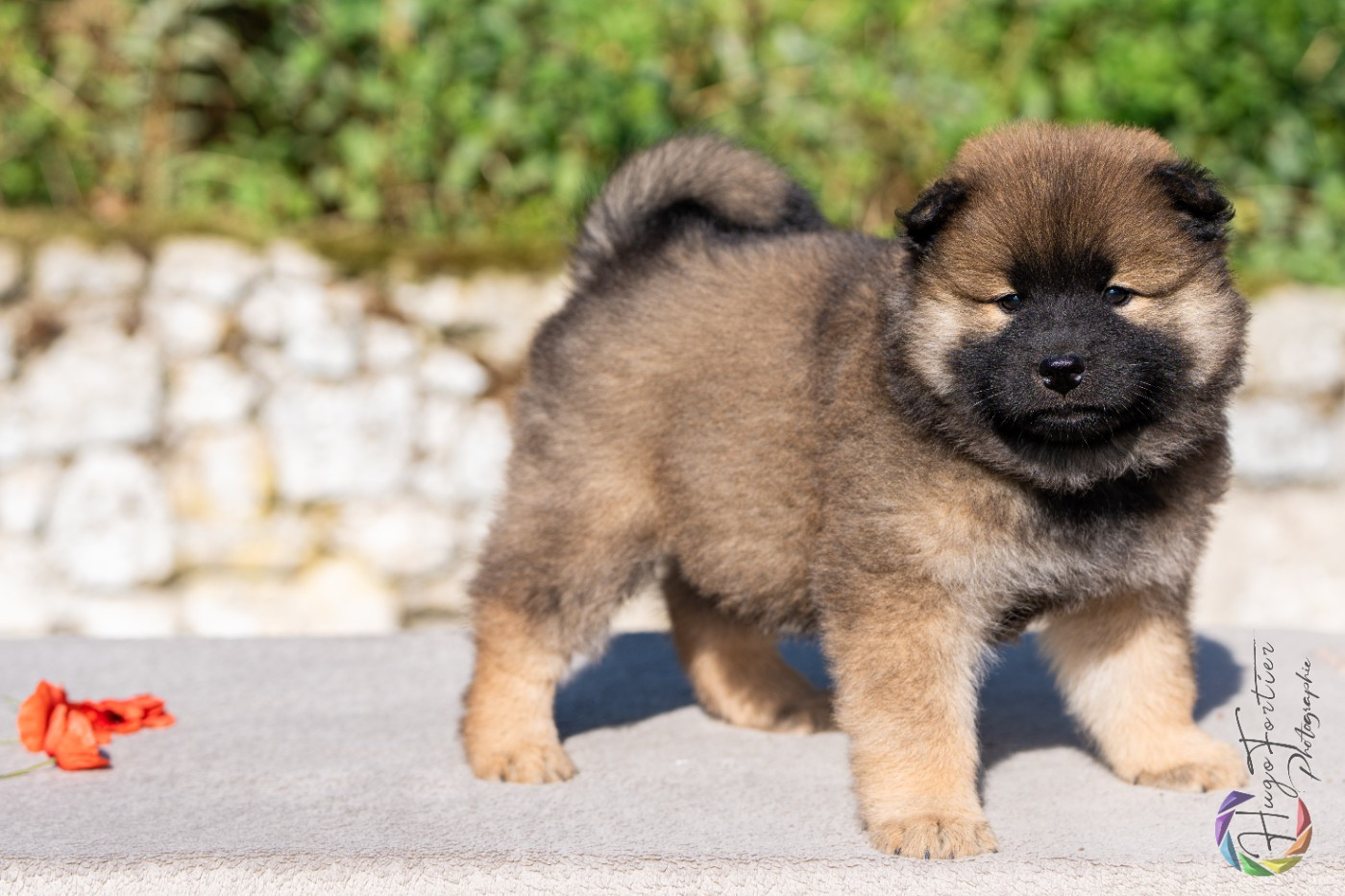 Aegon Des Délices De Beltaine