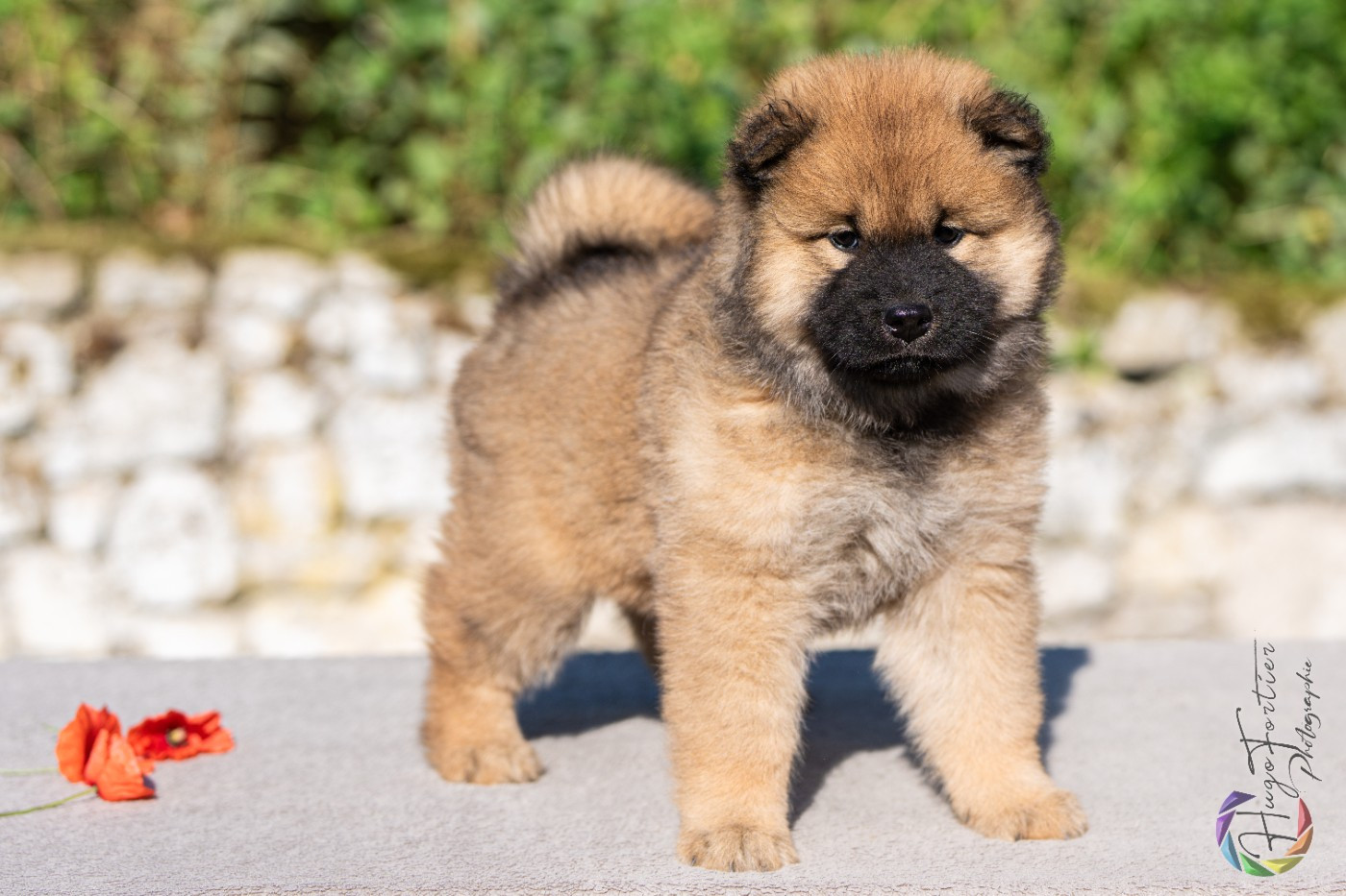 Anika Des Délices De Beltaine