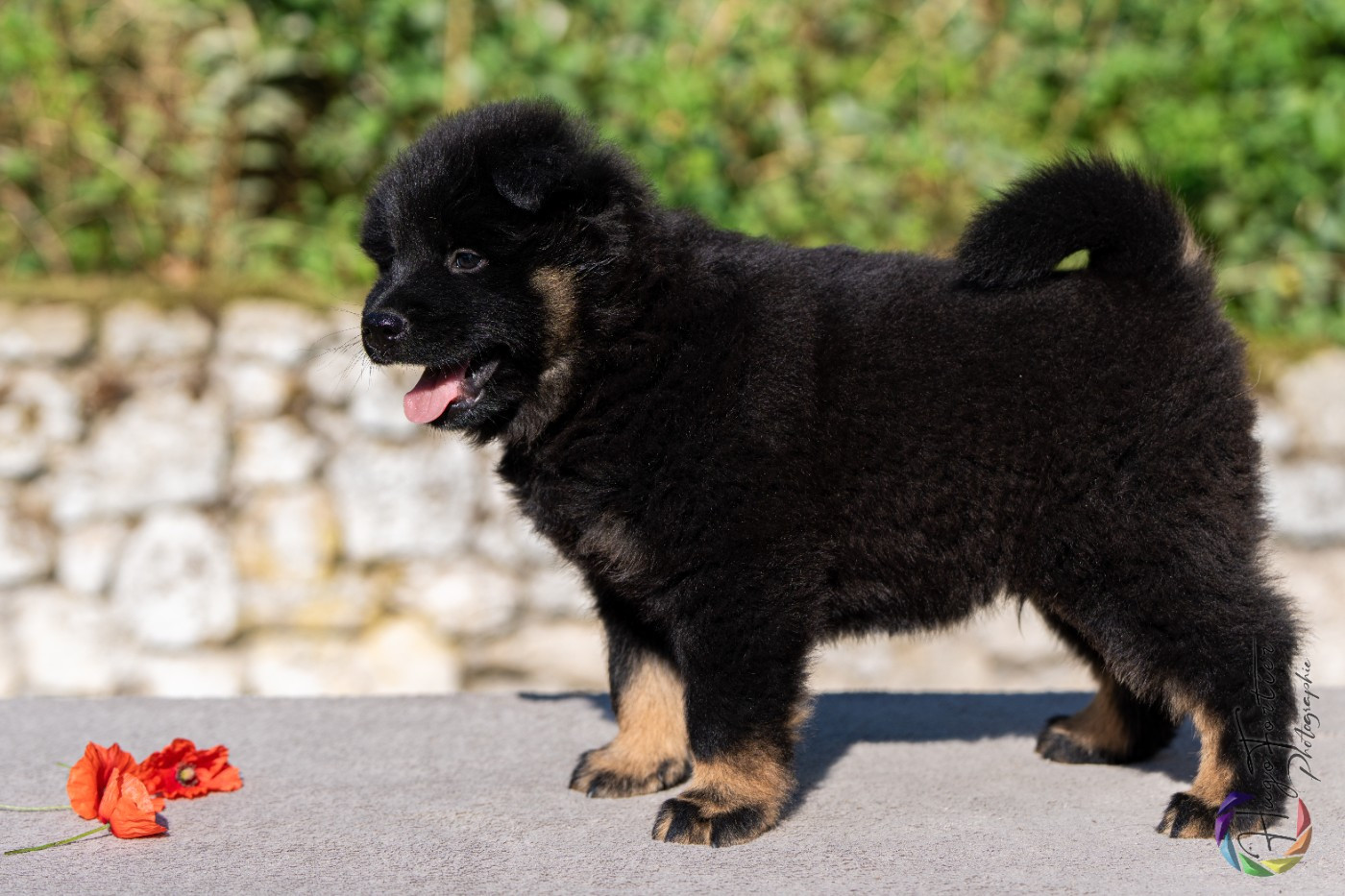 Andreas Des Délices De Beltaine