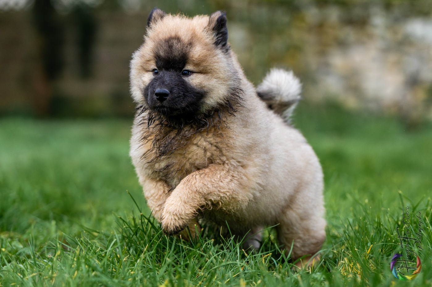 Aston Des Délices De Beltaine