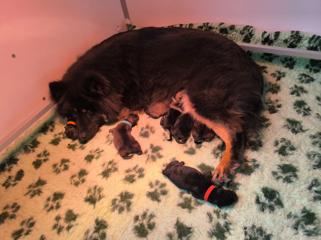 Chiot Eurasier Des Délices De Beltaine