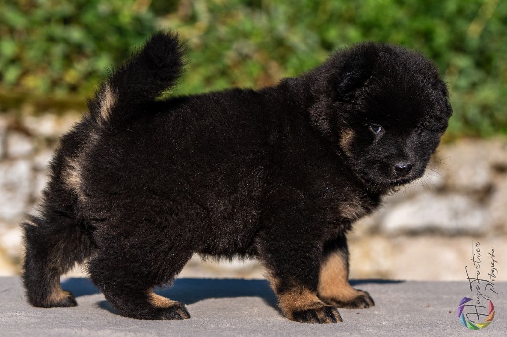 Des Délices De Beltaine - Chiots disponibles - Eurasier