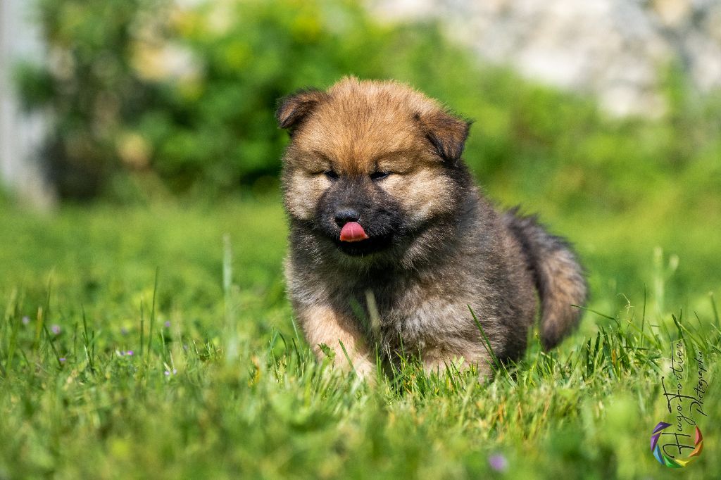 Des Délices De Beltaine - Eurasier - Portée née le 12/03/2023