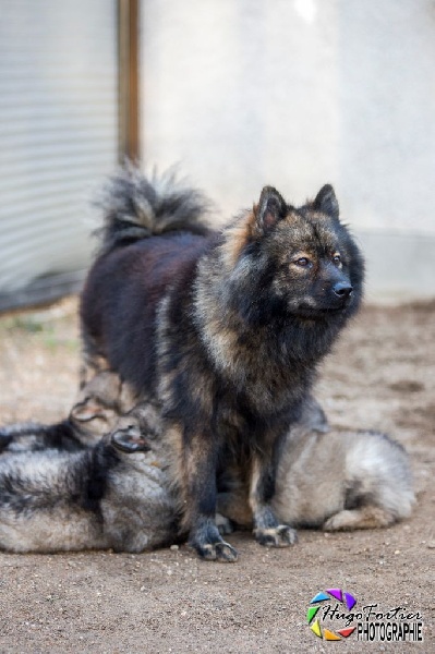 Chiot Eurasier Des Délices De Beltaine