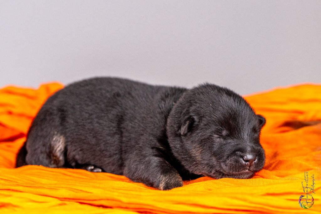 Des Délices De Beltaine - Chiots disponibles - Eurasier