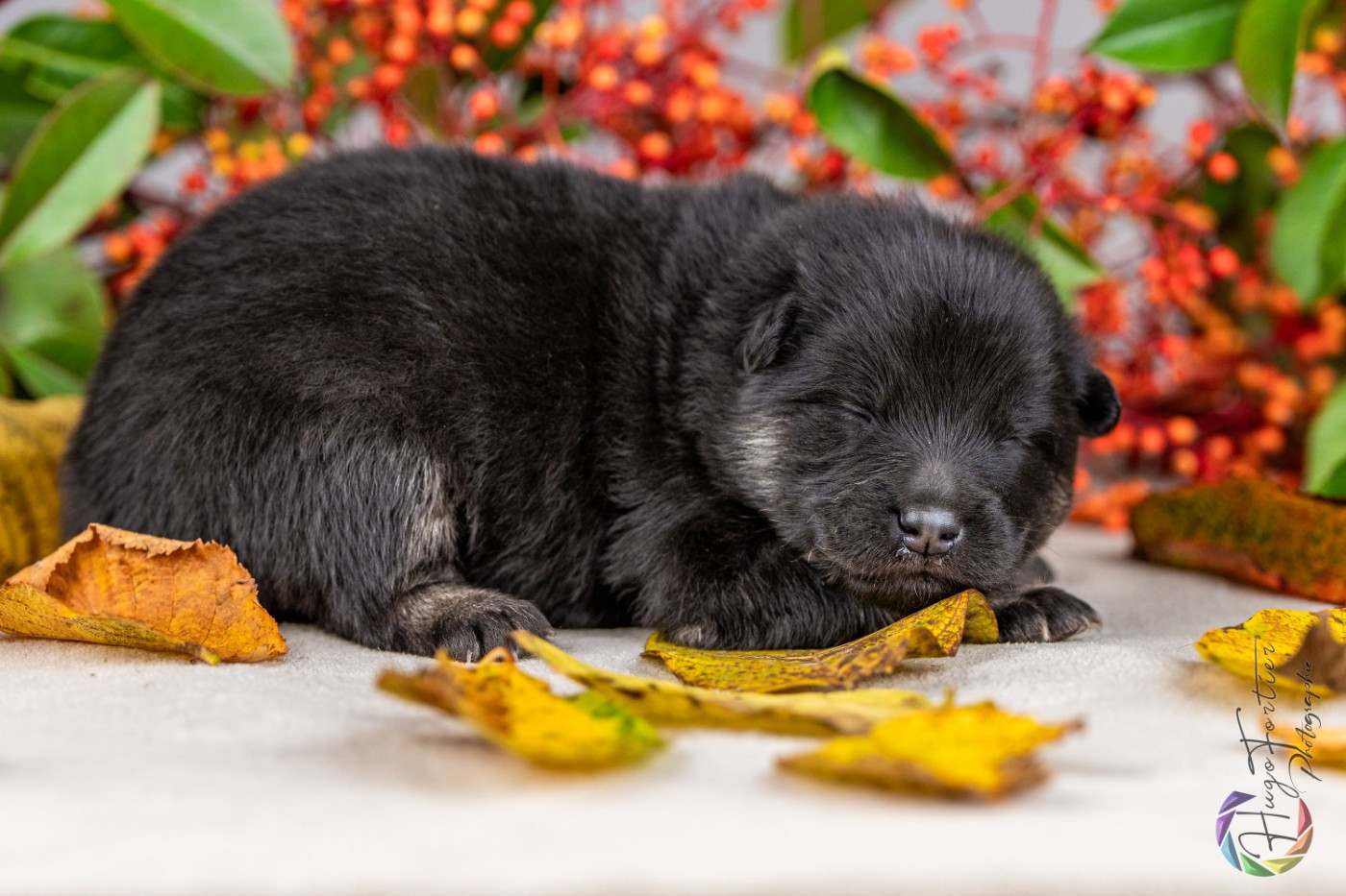 Des Délices De Beltaine - Chiots disponibles - Eurasier