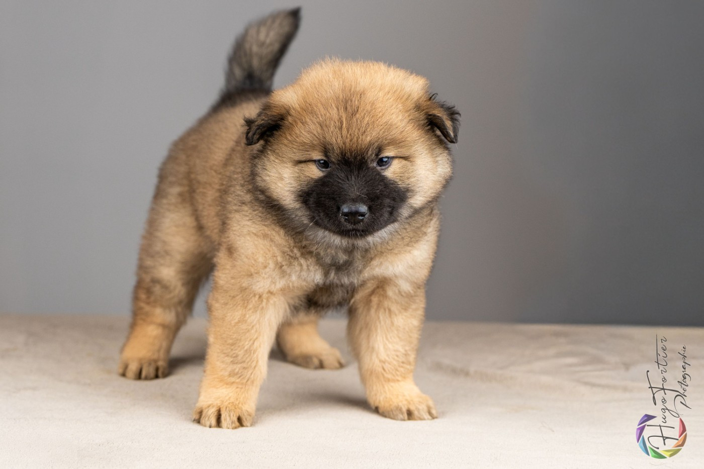 Des Délices De Beltaine - Chiots disponibles - Eurasier