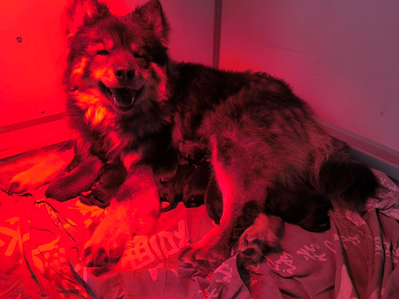 Chiot Eurasier Des Délices De Beltaine