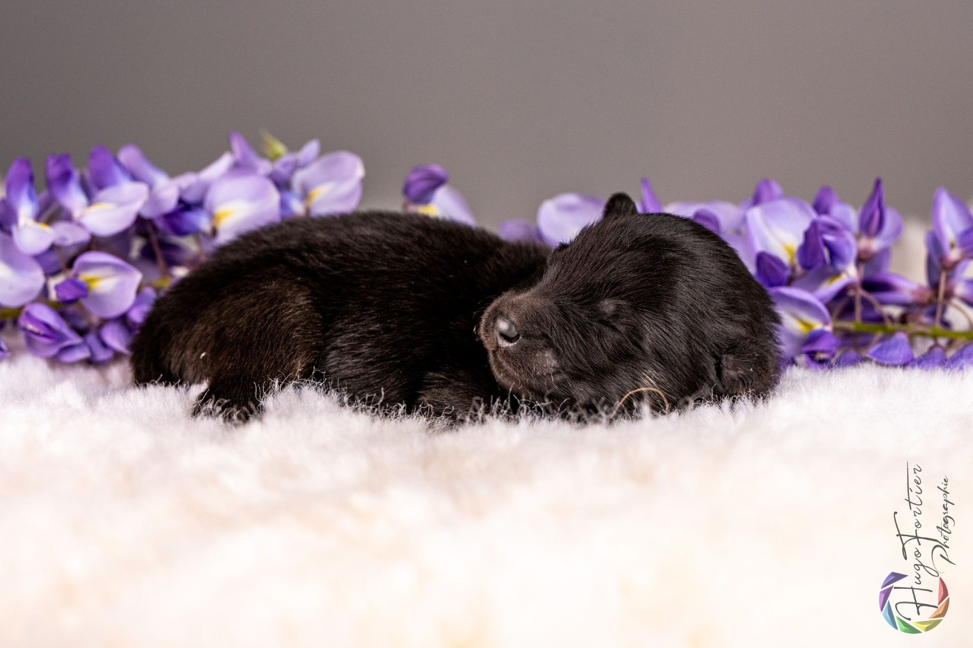 Des Délices De Beltaine - Chiots disponibles - Eurasier