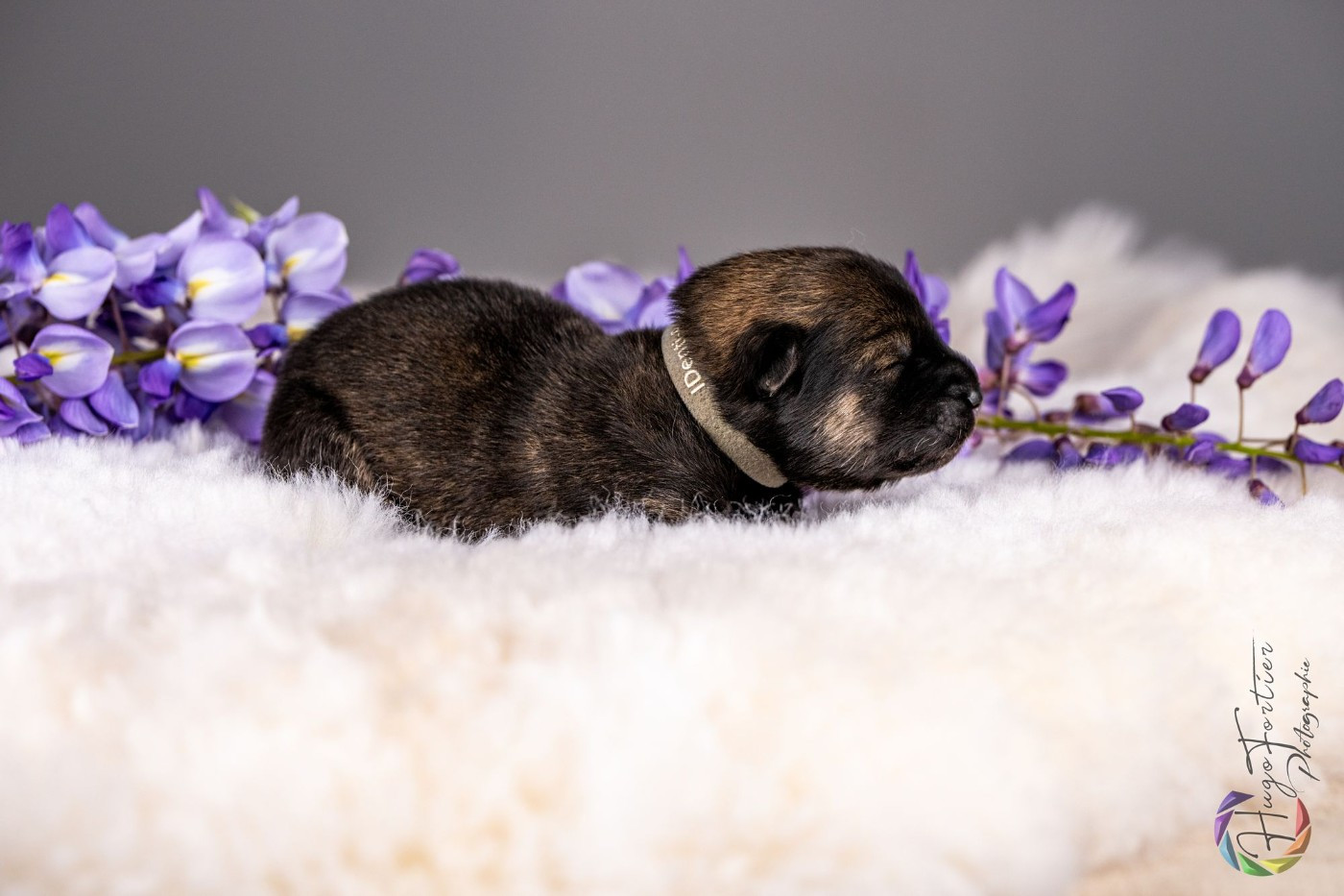 Des Délices De Beltaine - Chiots disponibles - Eurasier