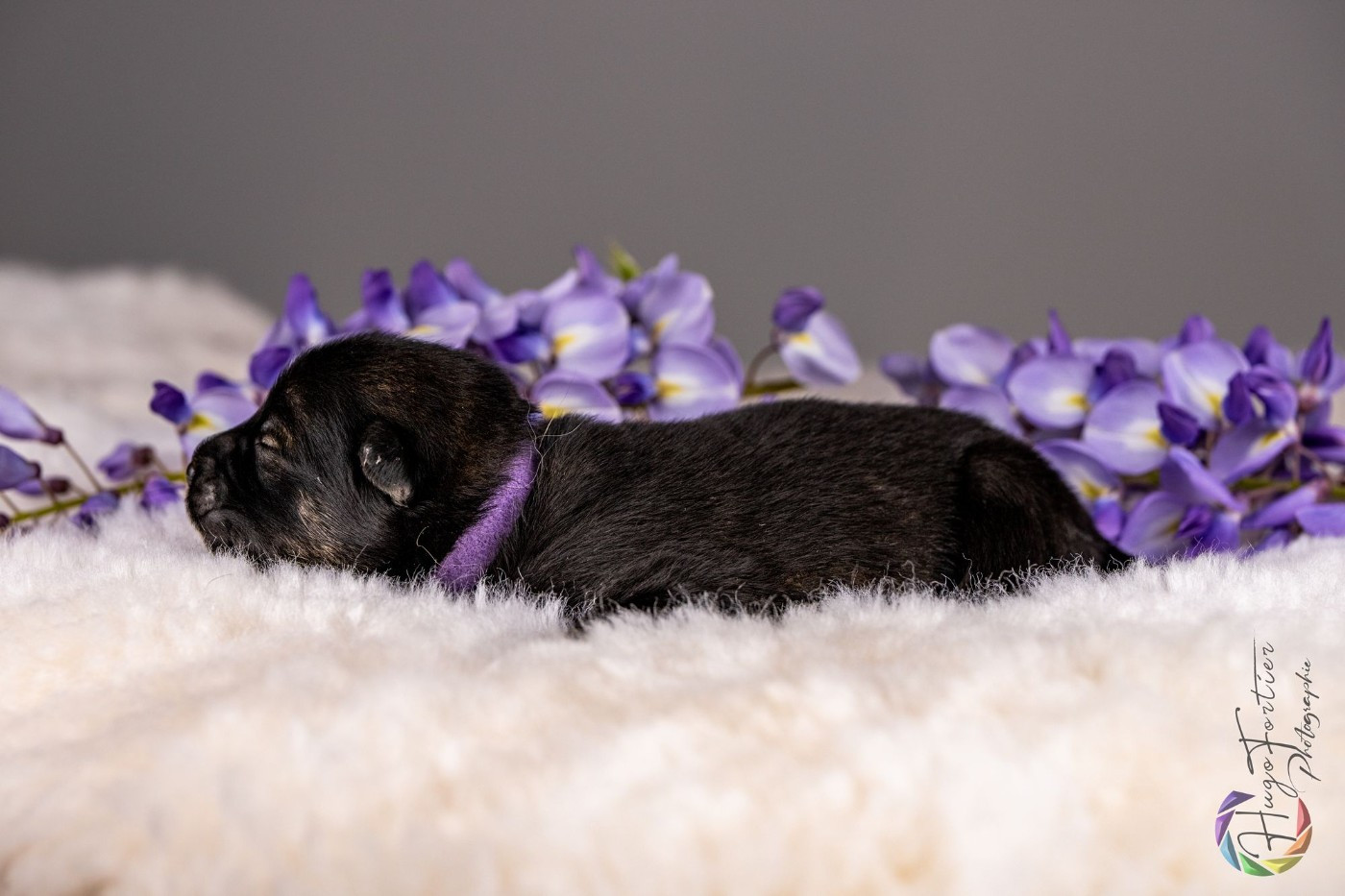 Des Délices De Beltaine - Chiots disponibles - Eurasier