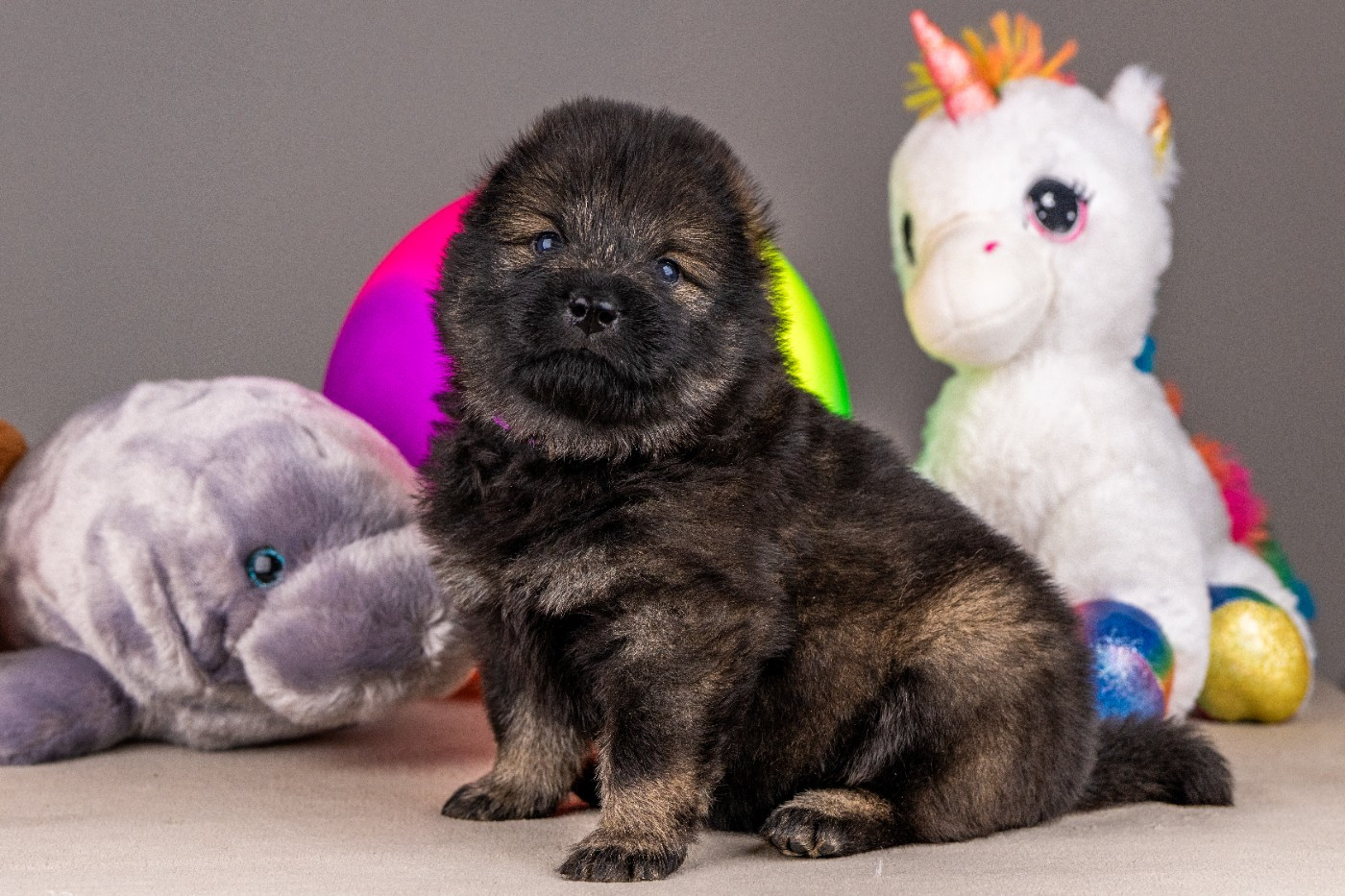 Des Délices De Beltaine - Chiots disponibles - Eurasier