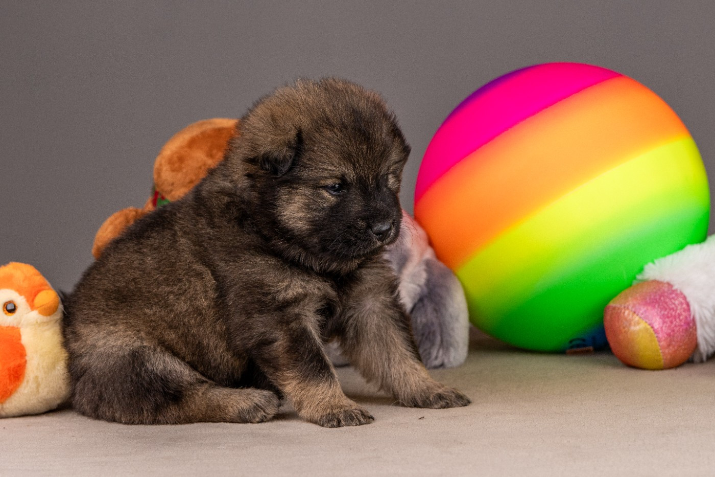 Des Délices De Beltaine - Chiots disponibles - Eurasier