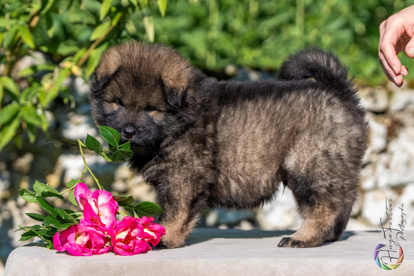 Des Délices De Beltaine - Chiots disponibles - Eurasier