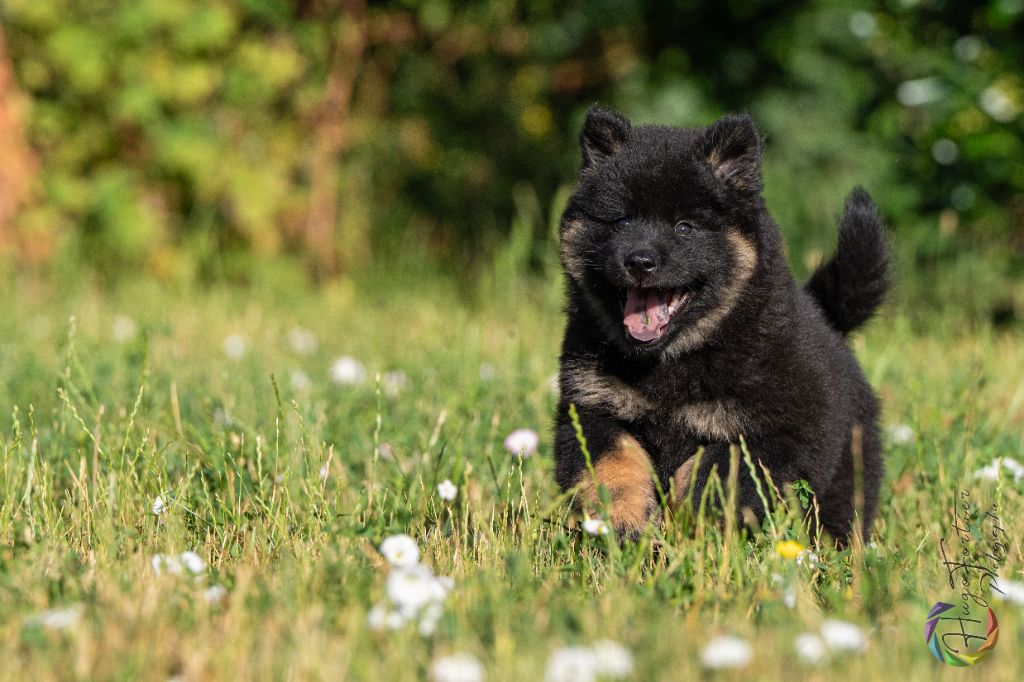Des Délices De Beltaine - Chiots disponibles - Eurasier