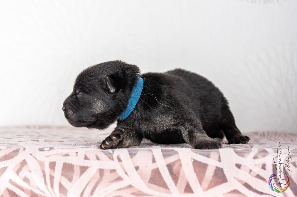 Des Délices De Beltaine - Chiots disponibles - Eurasier