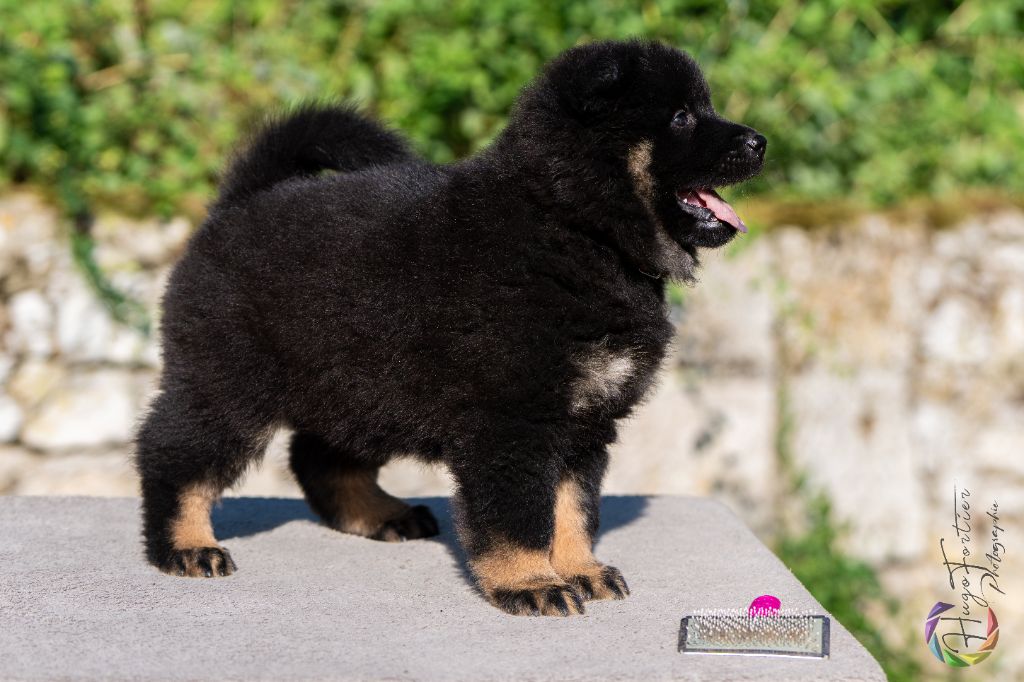 Des Délices De Beltaine - Chiots disponibles - Eurasier