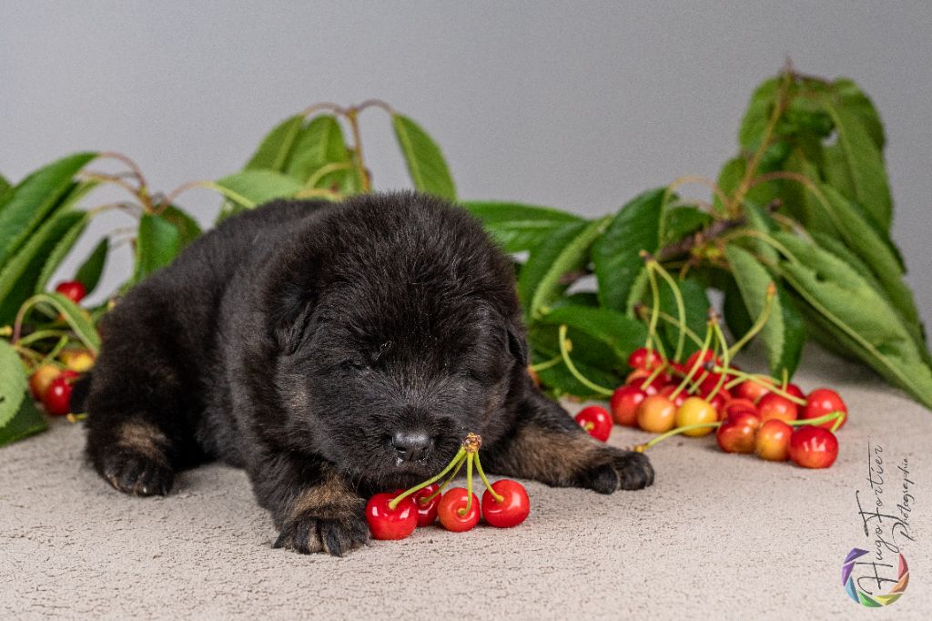 Des Délices De Beltaine - Chiots disponibles - Eurasier