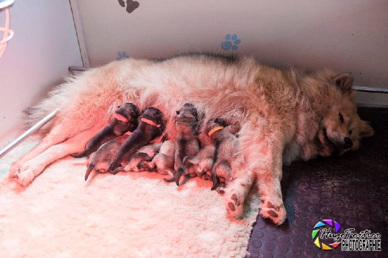Des Délices De Beltaine - Eurasier - Portée née le 13/02/2015