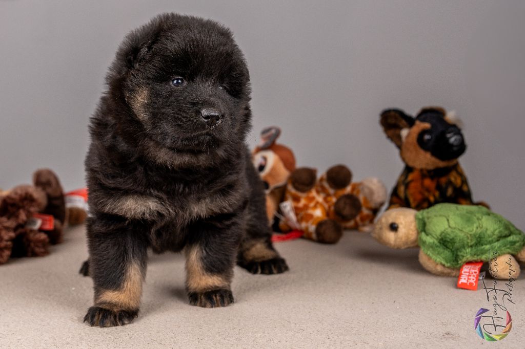 Des Délices De Beltaine - Chiots disponibles - Eurasier