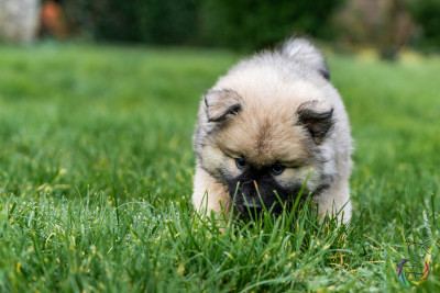 Miss Verte : ASHTAROTH