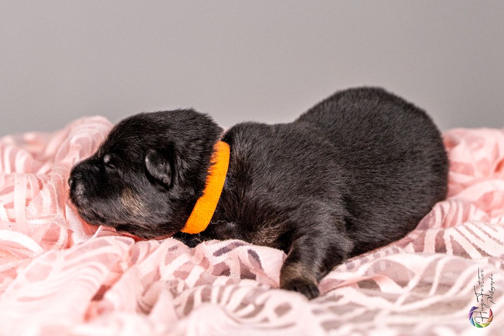 Des Délices De Beltaine - Chiots disponibles - Eurasier