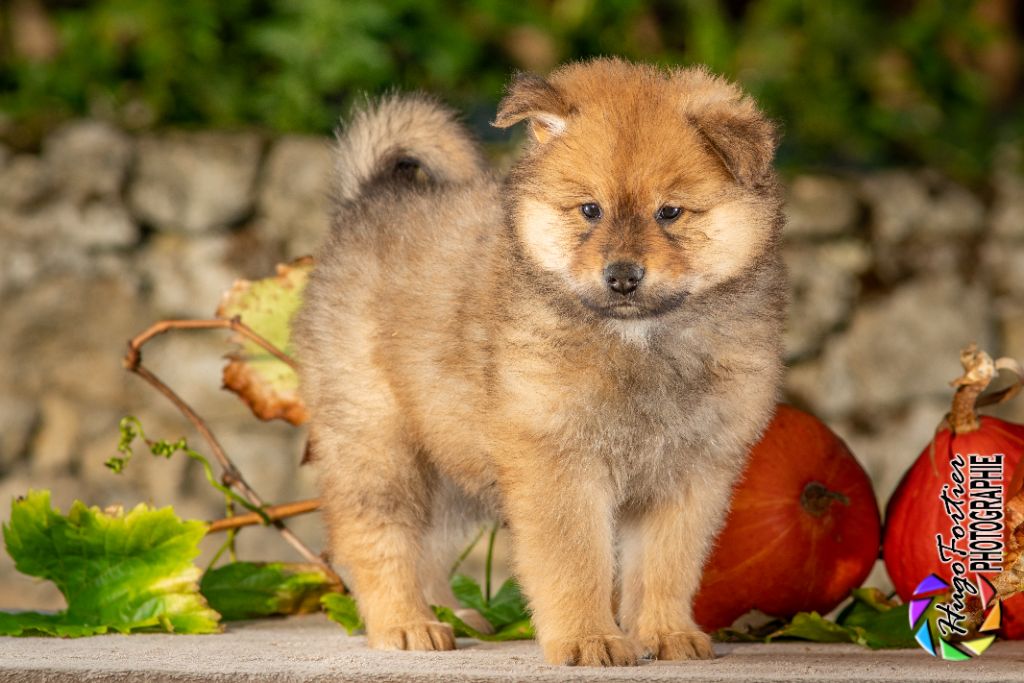Des Délices De Beltaine - Eurasier - Portée née le 27/08/2021