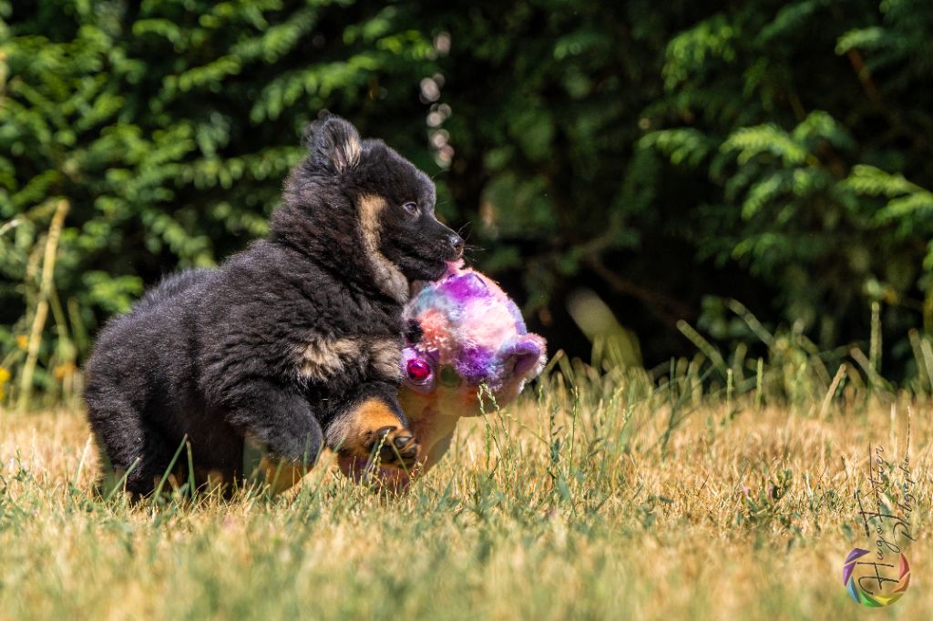 Des Délices De Beltaine - Chiots disponibles - Eurasier